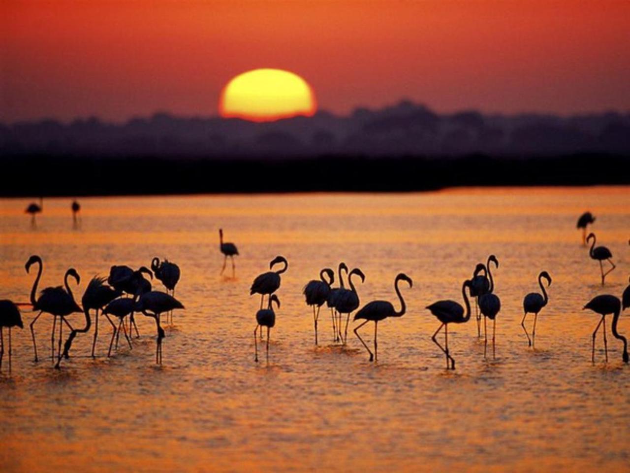 Alojamiento Rural Flamingo El Rocio Ngoại thất bức ảnh